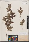 Foto von Salix cinerea L.